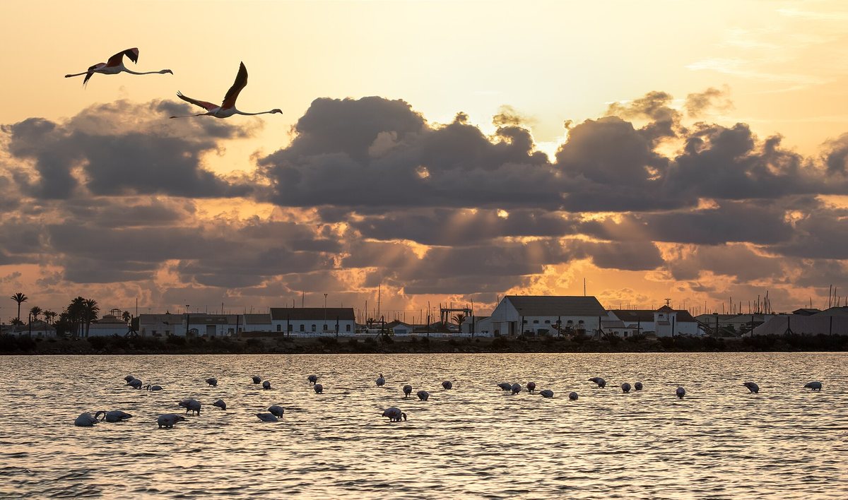 Flamingos in the salt pans of San Pedro del Pinatar at sunset